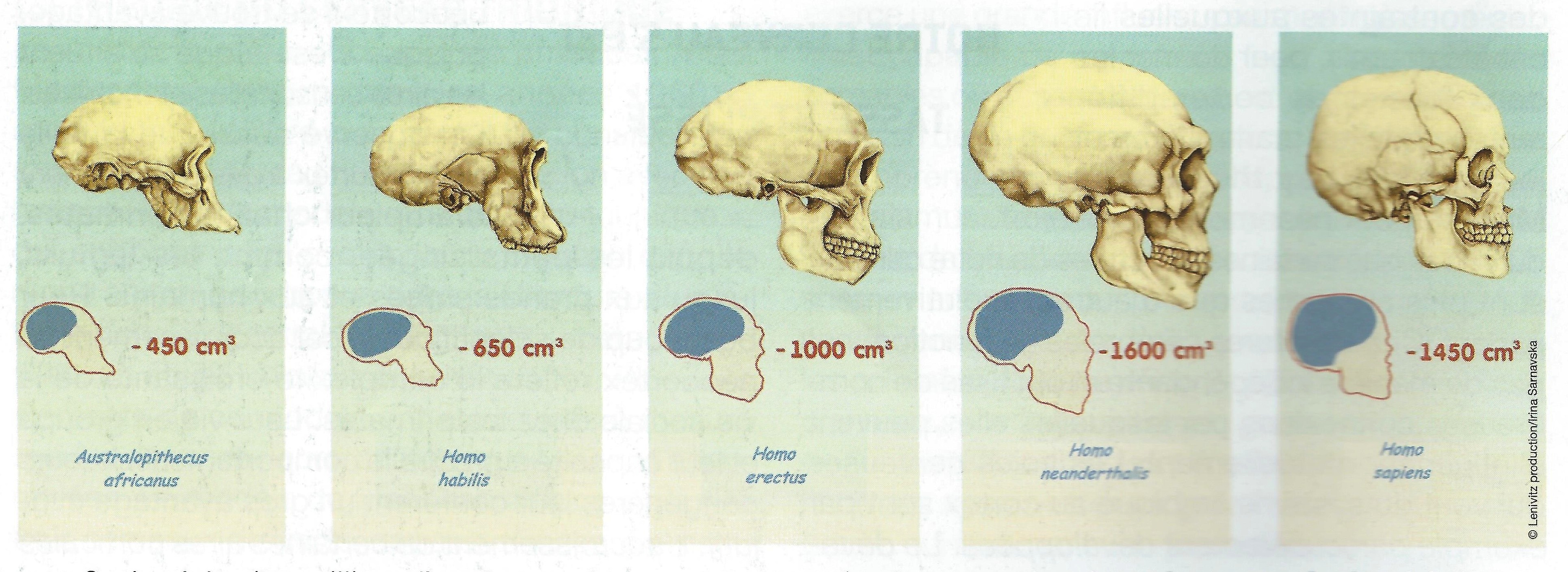 hominid skull evolution with cranial volumes